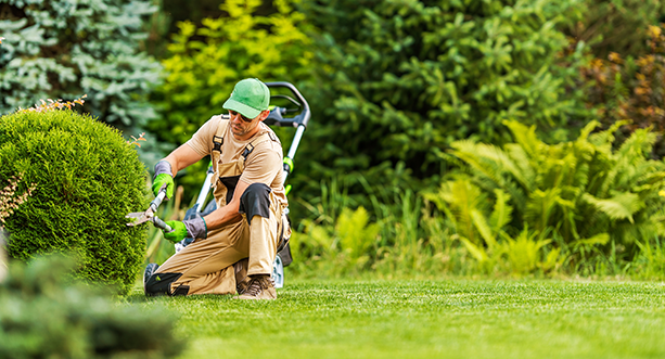 Entretien des espaces verts et jardinage